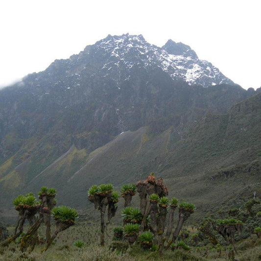 Mt Elgon