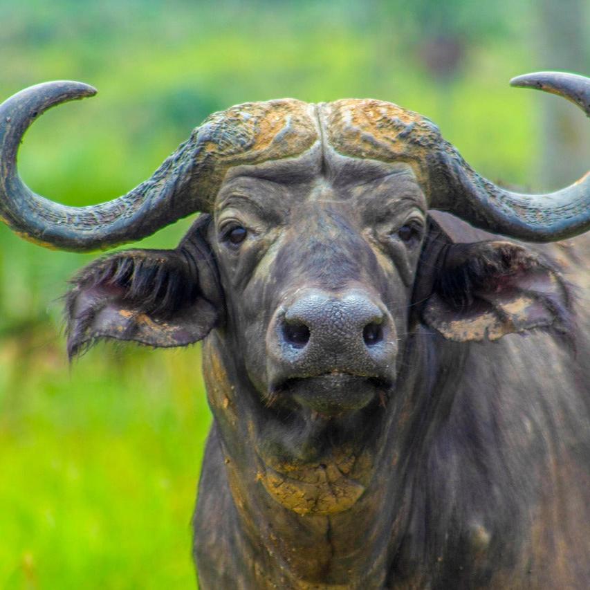 Embogo (wild buffalo)